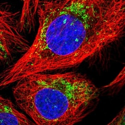 MALSU1 Antibody, Novus Biologicals:Antibodies:Primary Antibodies